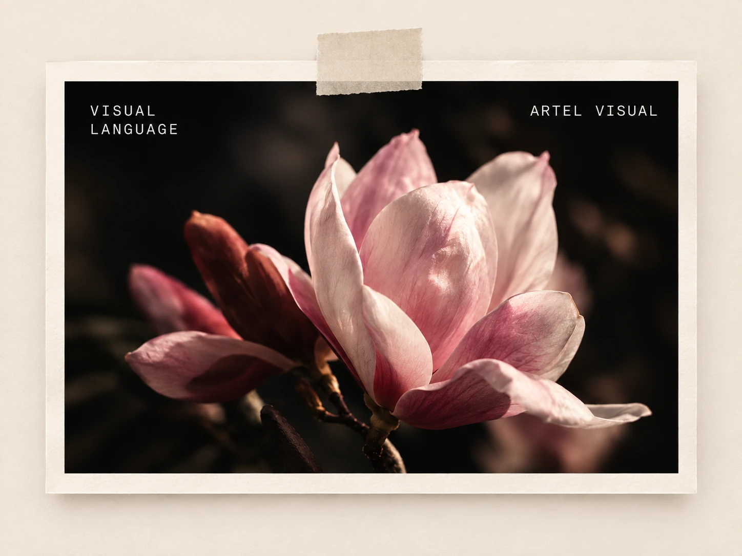 Visual Language — pink flower macro